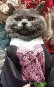 Hallowitch Costumes Demon Slayer Nezuko Costume For Cats And Small Dogs